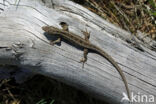 Sand Lizard (Lacerta agilis)