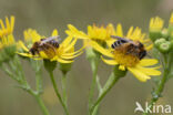 Pluimvoetbij (Dasypoda hirtipes)