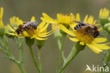 Pluimvoetbij (Dasypoda hirtipes)