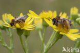 Pluimvoetbij (Dasypoda hirtipes)