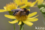 Pluimvoetbij (Dasypoda hirtipes)