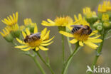 Pluimvoetbij (Dasypoda hirtipes)