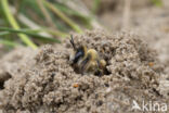 Dasypoda hirtipes