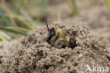 Pluimvoetbij (Dasypoda hirtipes)