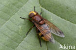 giant hoverfly (Volucella zonaria)