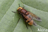 giant hoverfly (Volucella zonaria)