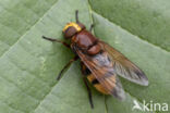 giant hoverfly (Volucella zonaria)