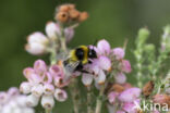 heath bumblebee (Bombus jonellus)