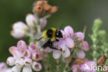 heath bumblebee (Bombus jonellus)