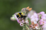 heath bumblebee (Bombus jonellus)