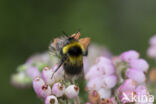 Veenhommel (Bombus jonellus)