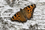 Grote vos (Nymphalis polychloros)