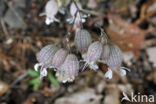 Blaassilene (Silene vulgaris)