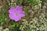 Bloody Crane s-bill (Geranium sanguineum)
