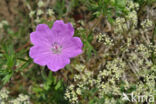 Bloedooievaarsbek (Geranium sanguineum)