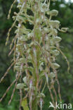 Lizard Orchid (Himantoglossum hircinum)