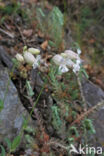 Blaassilene (Silene vulgaris)