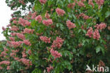 Rode paardenkastanje (Aesculus carnea)