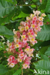 Rode paardenkastanje (Aesculus carnea)