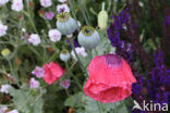 Opium Poppy (Papaver somniferum)