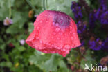 Opium Poppy (Papaver somniferum)