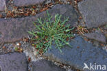 Buck s-horn Plantain (Plantago coronopus)