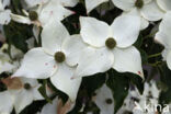 Kousa dogwood (Cornus kousa)