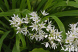 Ramsons (Allium ursinum)