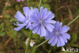 Wilde cichorei (Cichorium intybus)