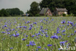 Korenbloem (Centaurea cyanus)