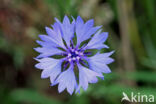 Cornflower (Centaurea cyanus)