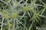 Wilde kruisdistel (Eryngium campestre)