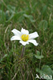 Spring Anemone (Pulsatilla vernalis)