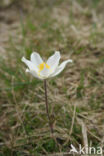 Spring Anemone (Pulsatilla vernalis)