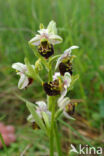 Late Spider Orchid (Ophrys holoserica