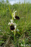 Late Spider Orchid (Ophrys holoserica