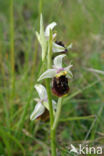 Late Spider Orchid (Ophrys holoserica