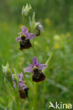 Late Spider Orchid (Ophrys holoserica