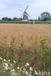 Cultivated Oat (Avena sativa)