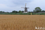 Cultivated Oat (Avena sativa)