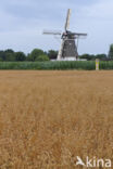 Cultivated Oat (Avena sativa)