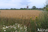 Cultivated Oat (Avena sativa)