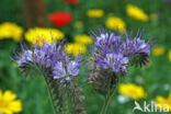 Lacy Phacelia (Phacelia tanacetifolia)