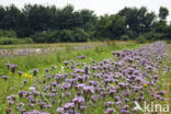 Bijenvoer (Phacelia tanacetifolia)