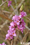 Rood peperboompje (Daphne mezereum)