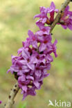 Rood peperboompje (Daphne mezereum)