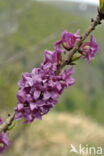 Rood peperboompje (Daphne mezereum)