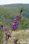 Rood peperboompje (Daphne mezereum)