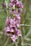 Rood peperboompje (Daphne mezereum)