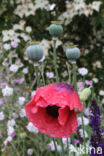 Opium Poppy (Papaver somniferum)